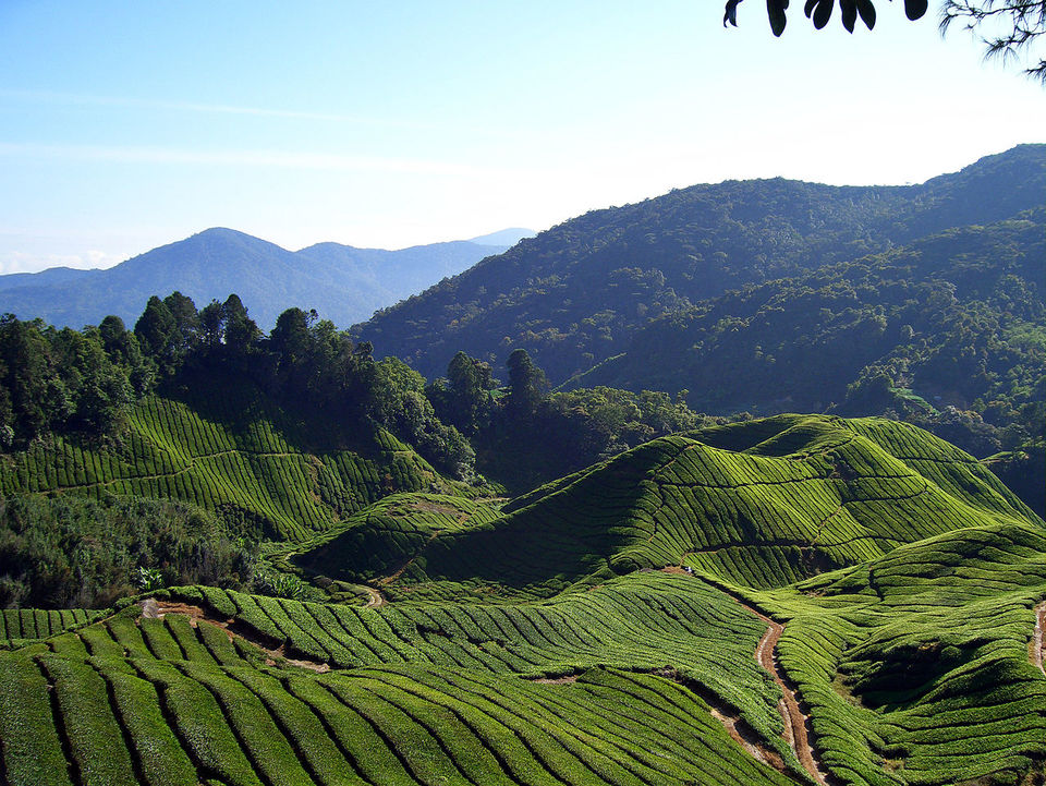 ML   px Tea fields (Will Ellis) cameron highland